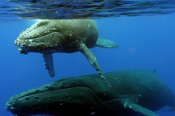 an animal swimming in the water