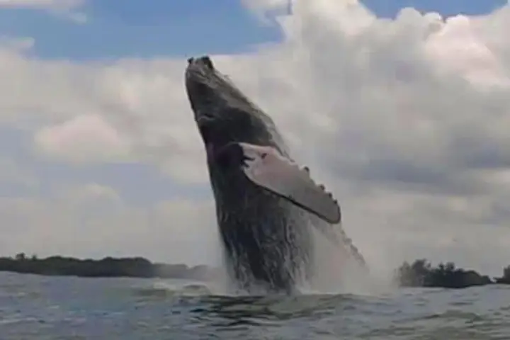 a bird flying over a body of water