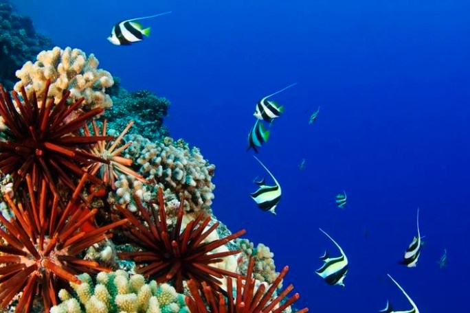 scuba dive reef