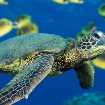 Turtle Underwater