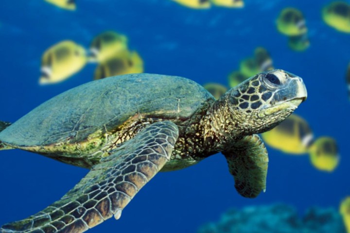Turtle Underwater