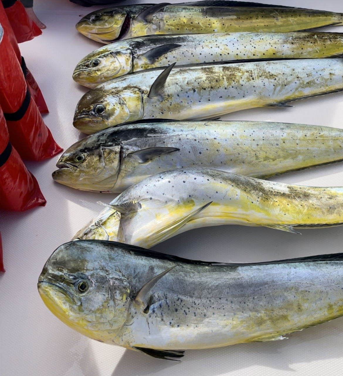 Mahimahi on the deck after a Hilo deep sea fishing charter