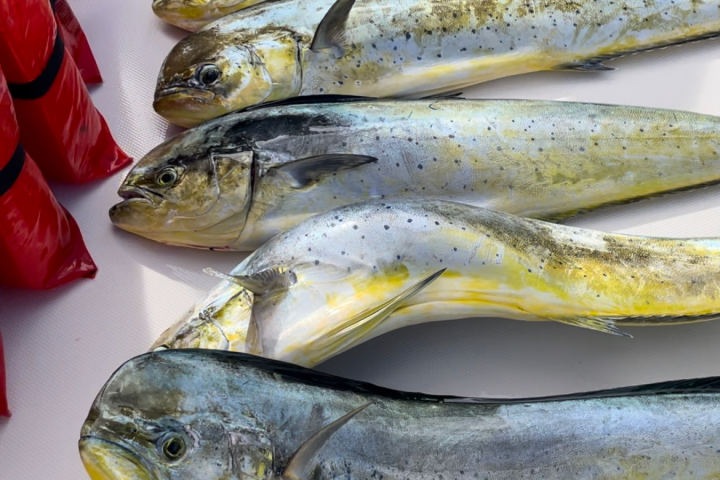 Five mahi-mahi fish lined up on a white surface next to red objects.