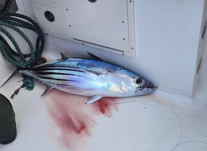 Colorful reef wrasse caught in Hilo waters