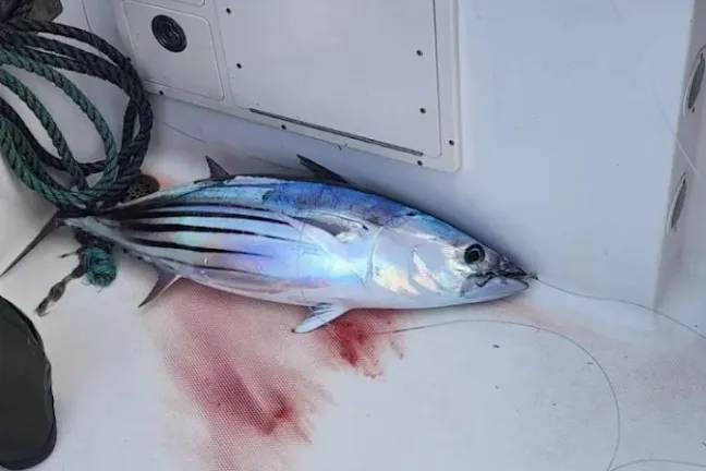 A striped fish with blue hues and dark lines on a boat deck with a rope and some blood.