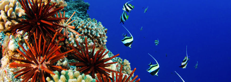 Hilo SCUBA Diving photo 2