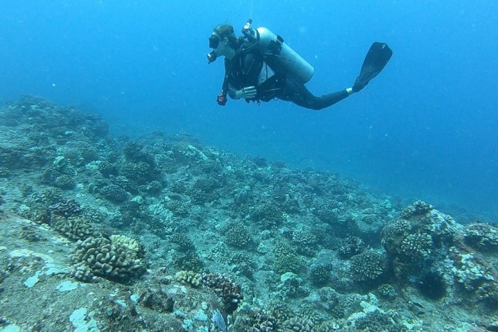 Scuba diver swims over a coral reef in clear blue water.