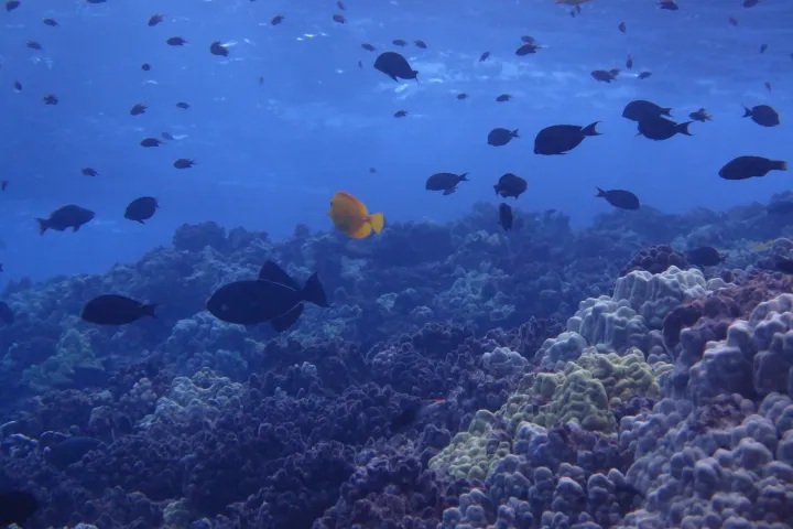 Underwater scene with colorful fish swimming above coral reef.