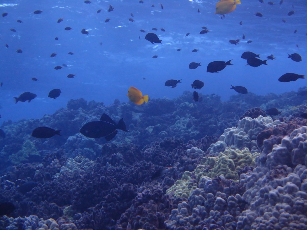 Reef fish schooling over coral off Hilo