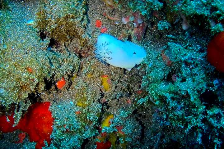 a close up of a fish