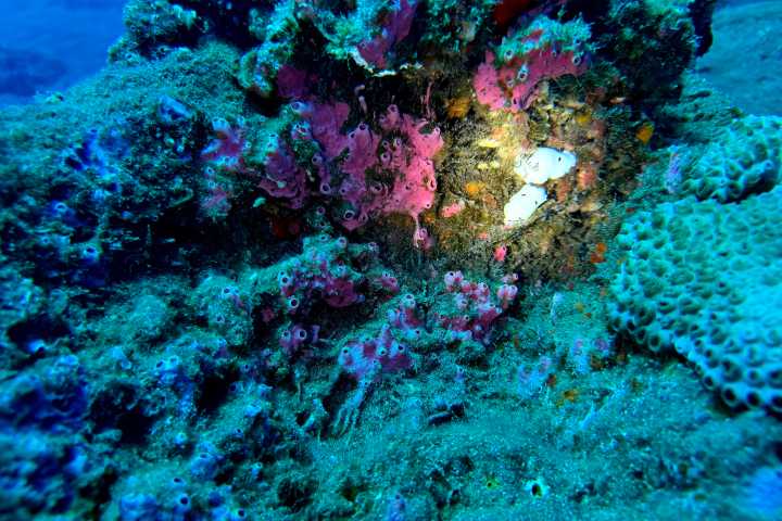 a fish swimming under water