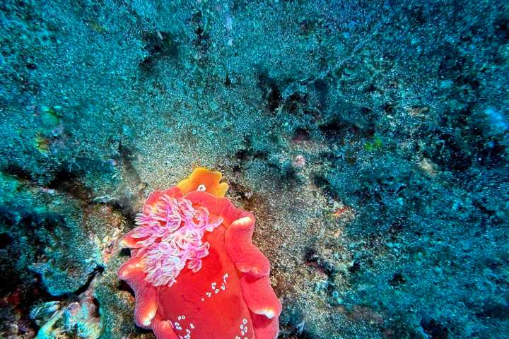 a close up of a fish