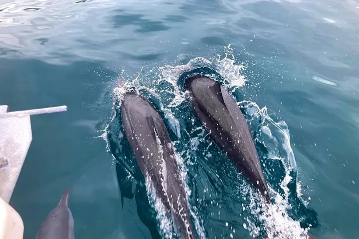 a dolphin jumping out of the water