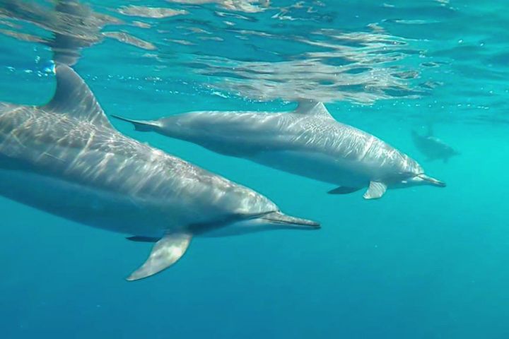 a fish swimming under water