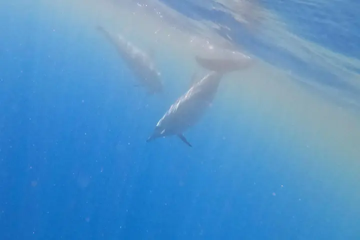 a fish swimming under water