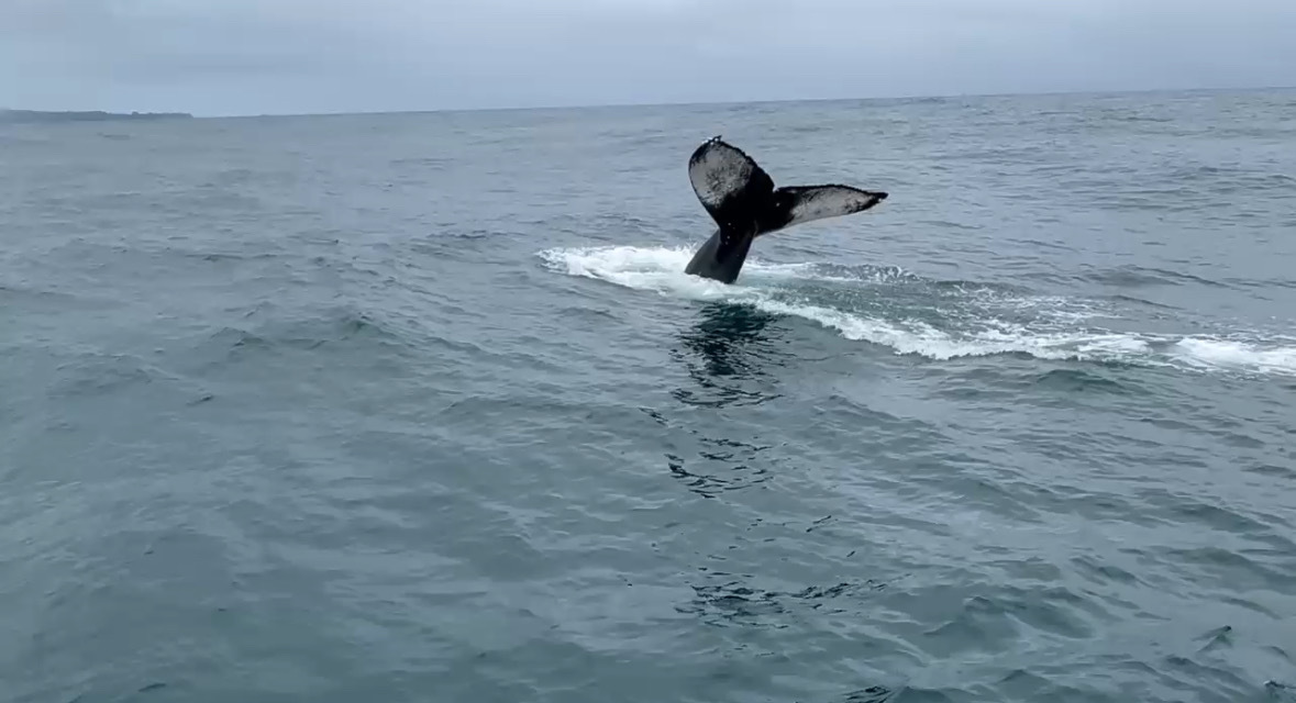 Humpback whale tail lifting out of the ocean off Hilo
