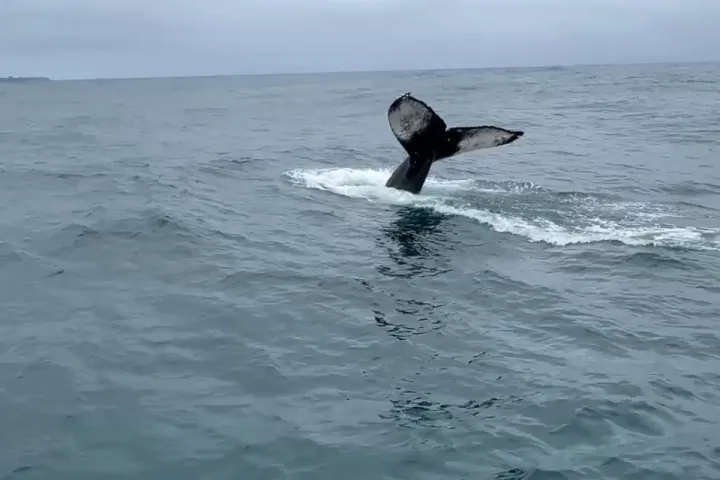 Whale tail emerging from ocean water under a cloudy sky.