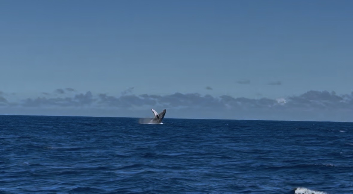 Humpback whale breaching off the Hilo coast, open Pacific behind it