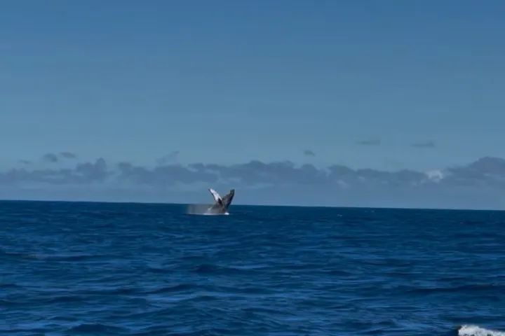 Whale breaching in the ocean under a clear blue sky.