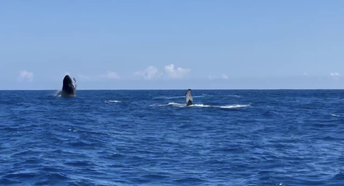 Two humpback whales, one breaching and one fin slapping