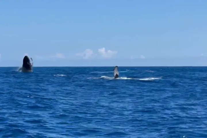 Two whales breaching in the ocean under a clear blue sky.