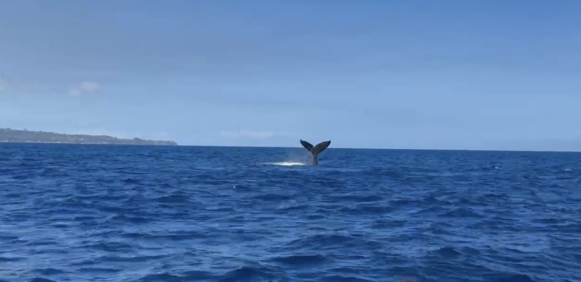 Humpback whale surfacing with Mauna Kea in the background
