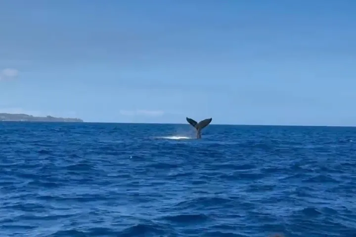 Whale tail visible above ocean water with coastline in the background.