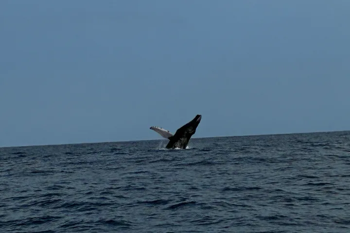 Whale breaching the ocean surface with a clear blue sky in the background.