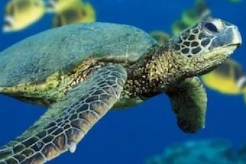 a turtle swimming under water