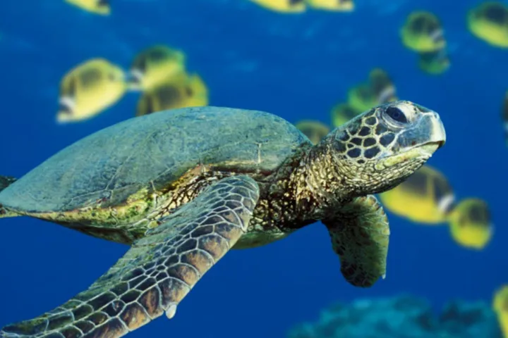 a turtle swimming under water