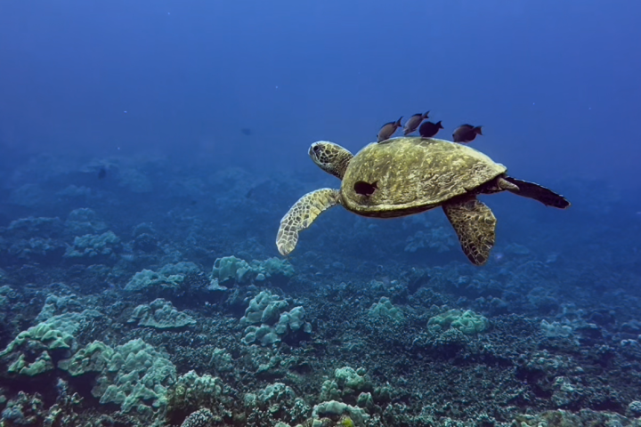 Sea turtle with fish on its back swimming over coral reef.