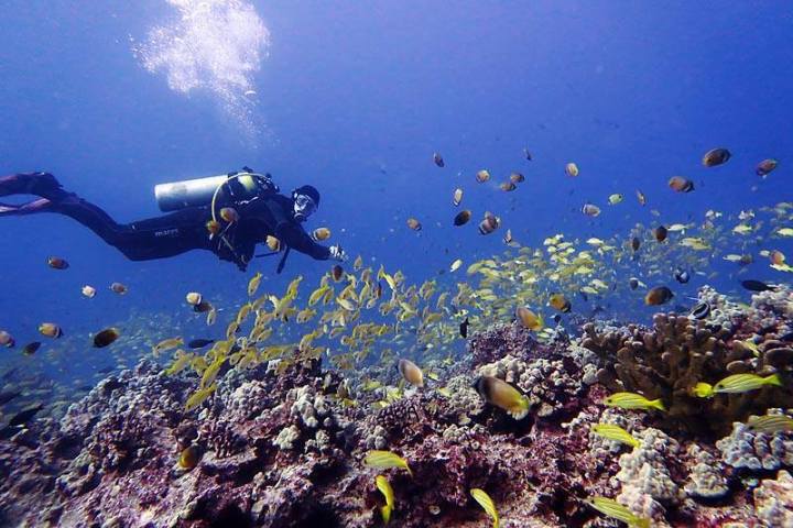 Scuba diver swimming near a coral reef surrounded by colorful fish.