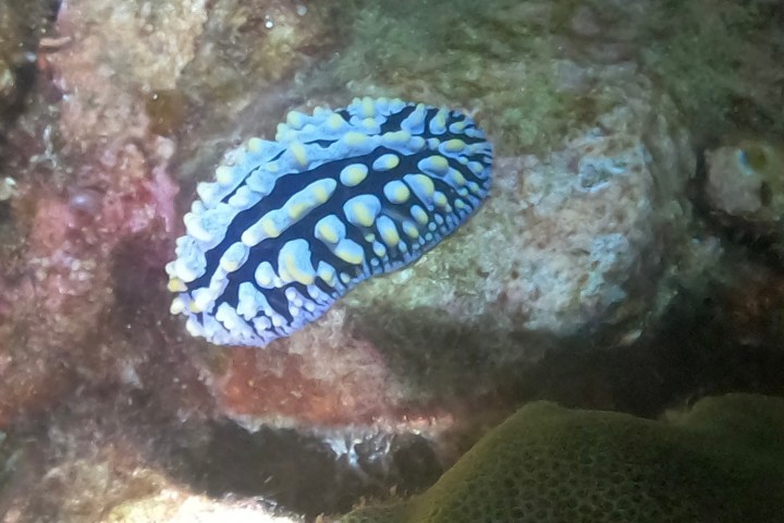 a close up of a fish