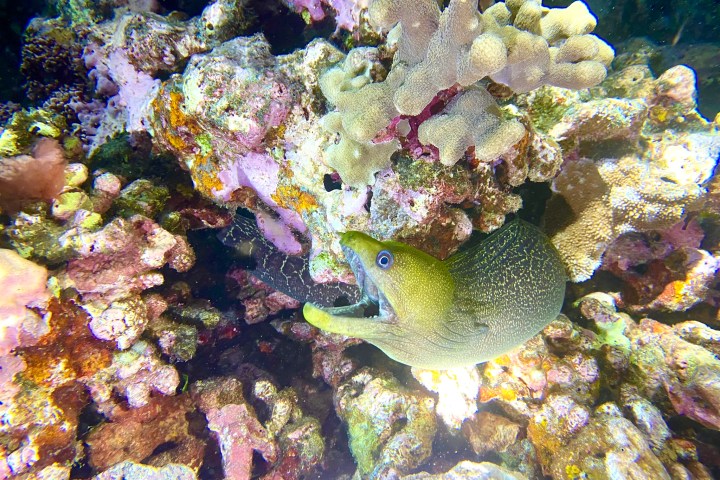 underwater view of a large rock