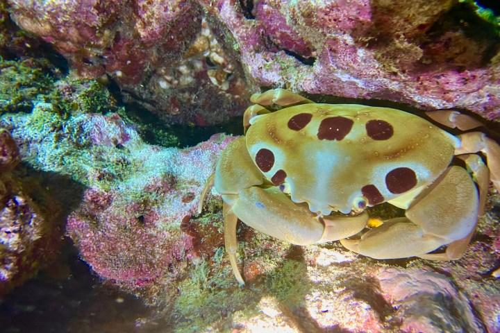 a close up of an animal