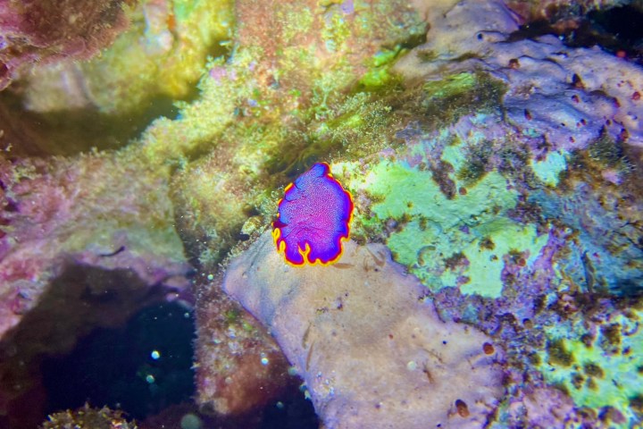 a close up of a fish