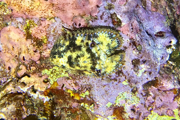 a close up of a rock