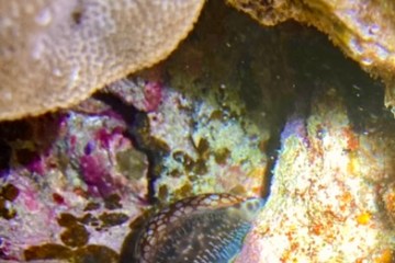 a close up of a fish