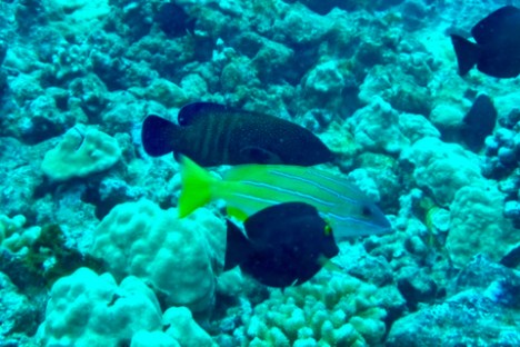 a fish swimming under water