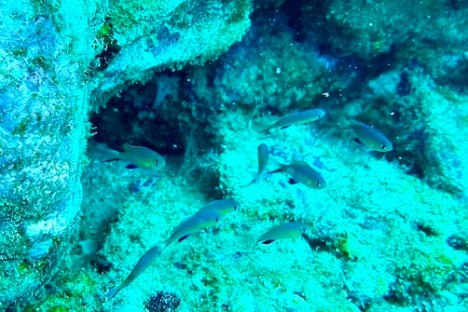 a fish swimming under water