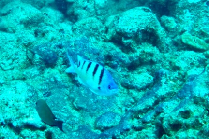 a fish swimming under water