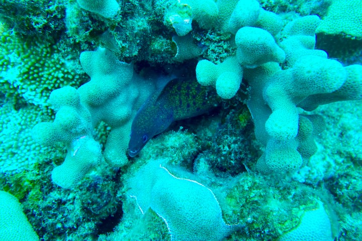 underwater view of a coral