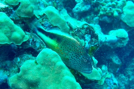 underwater view of a large rock