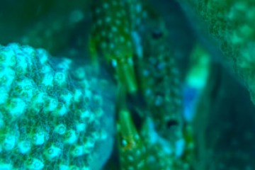 a close up of a fish