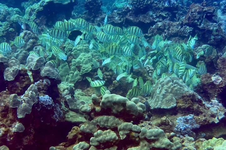 underwater view of a large rock