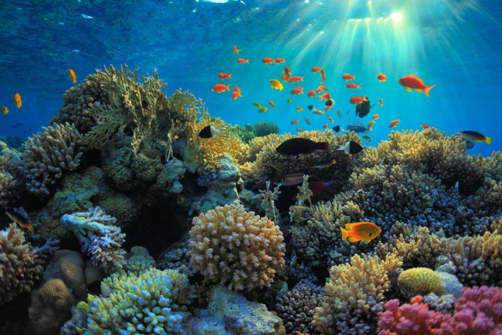 Coral Reef