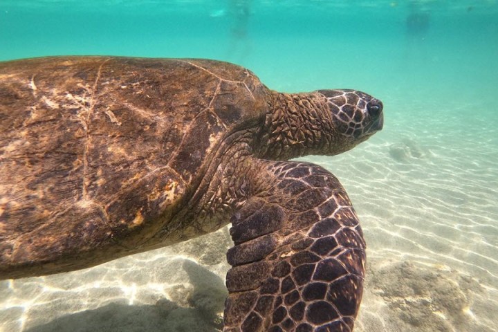 Sea Turtle Swimming Under Water