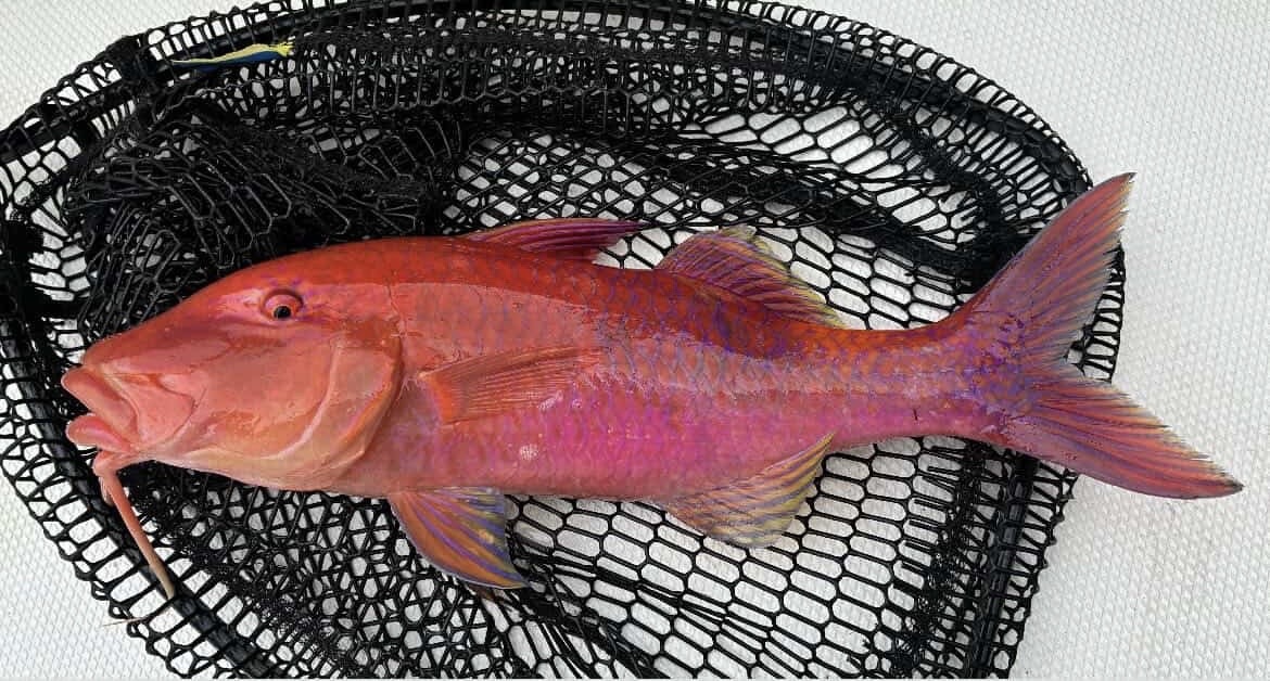 Moana, a manybar goatfish, caught off Hilo
