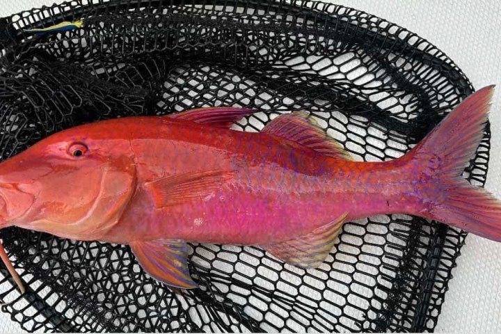 A red fish with a long dorsal fin lies on a black net.