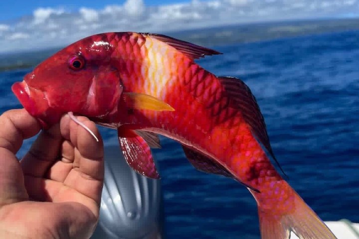 Person holding a bright red fish on a boat with ocean in background.